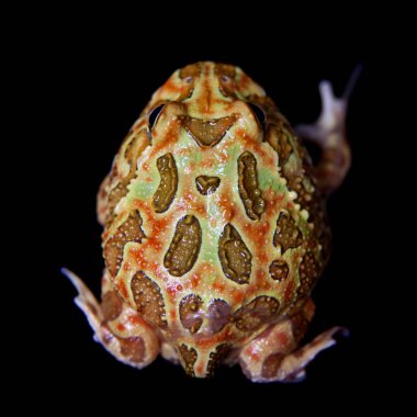 Siyah izole chachoan boynuzlu kurbağa