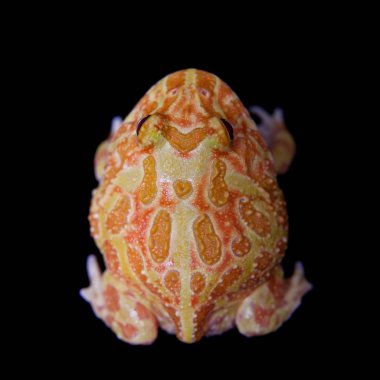 Siyah arka plan üzerine izole chachoan boynuzlu kurbağa, Ceratophrys cranwelli,