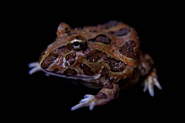 La grenouille chachoan cornu isolé sur noir — Photo