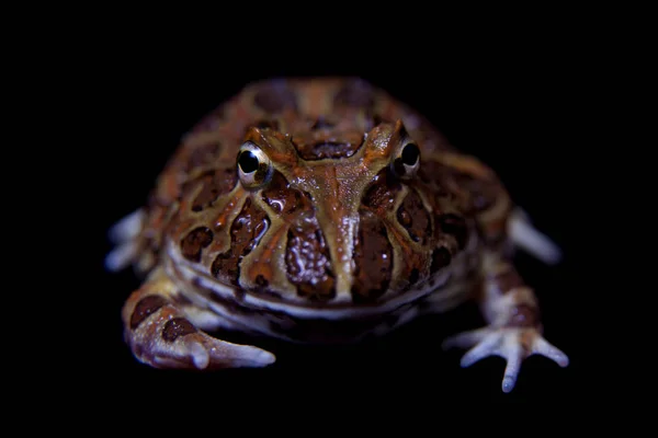 La grenouille chachoan cornu isolé sur noir — Photo