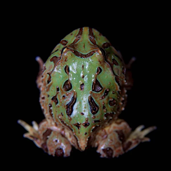 O sapo chifre Fantasia isolado em preto — Fotografia de Stock