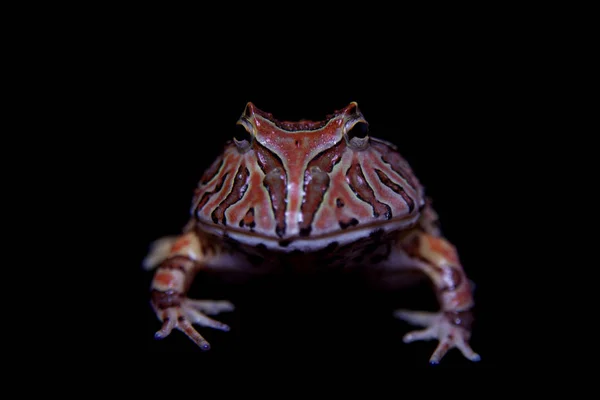 The Fantasy horned froglet isolated on black — Stock Photo, Image