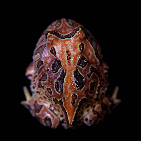 Фантастична рогата жаба ізольована на чорному — стокове фото