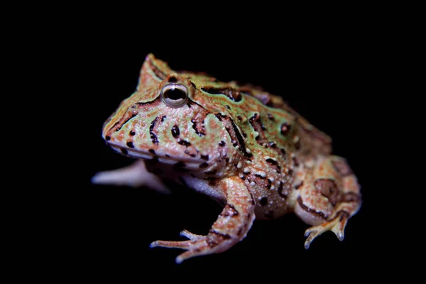 黑色的梦幻角 froglet — 图库照片