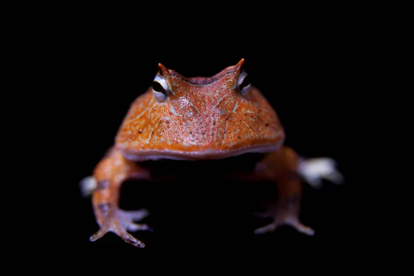 De Amazone gehoornde Kikkertjes geïsoleerd op zwart — Stockfoto