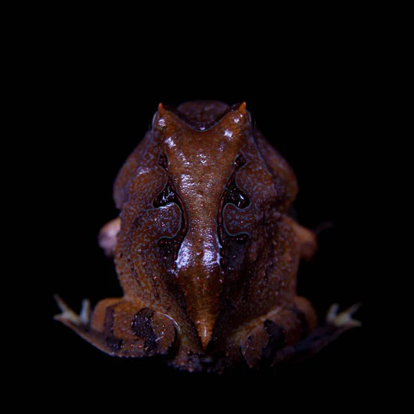 Амазонская рогатая лягушка, изолированная на черном — стоковое фото