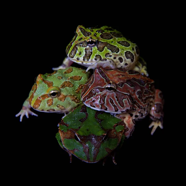 Pacman žáby izolované na černém pozadí — Stock fotografie