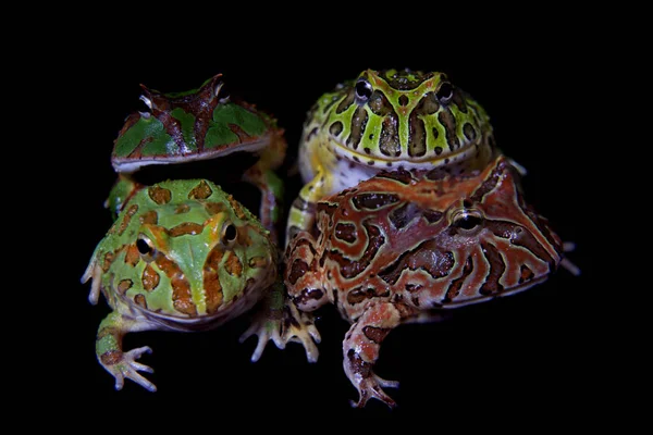 Las ranas pacman aisladas en negro — Foto de Stock