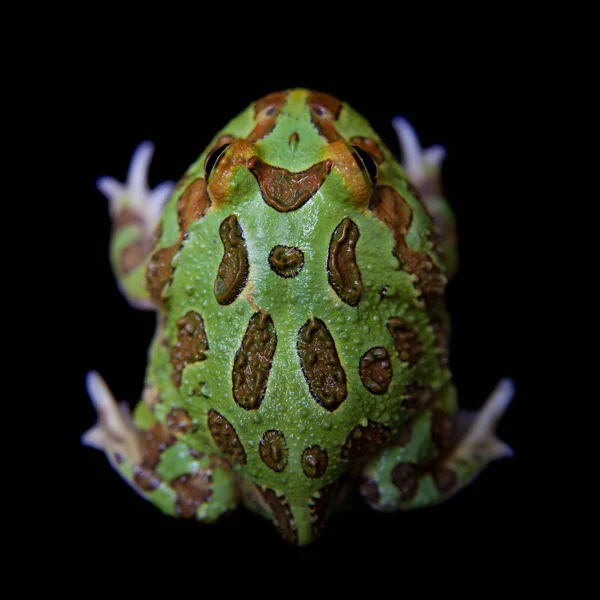 Siyah izole chachoan boynuzlu kurbağa