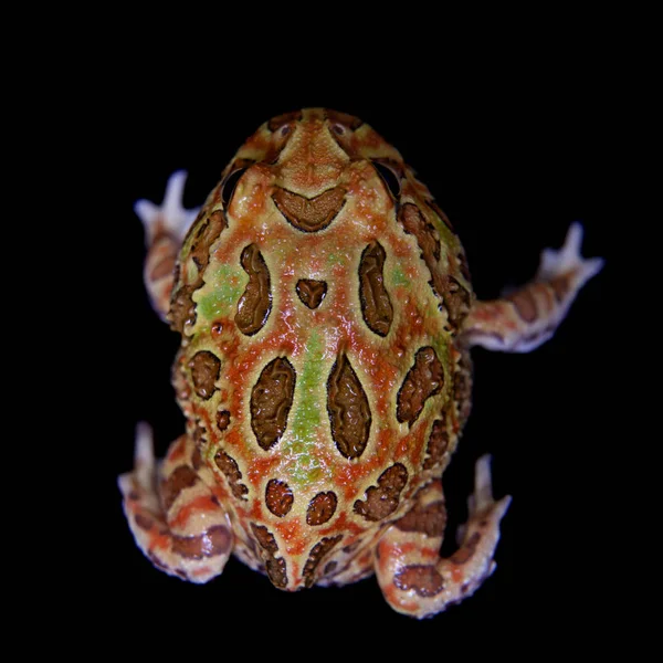 Siyah izole chachoan boynuzlu kurbağa