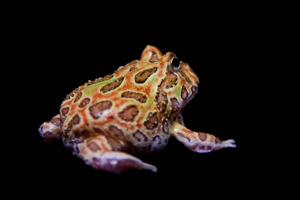 Chachoan rohatá žába izolovaných na černém pozadí — Stock fotografie