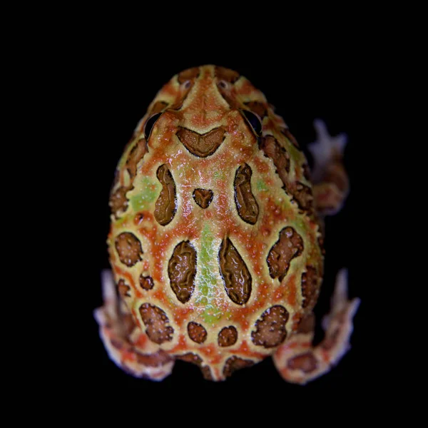 Siyah izole chachoan boynuzlu kurbağa