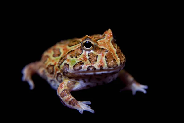 La grenouille chachoan cornu isolé sur noir — Photo