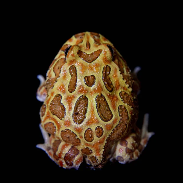 Siyah izole chachoan boynuzlu kurbağa