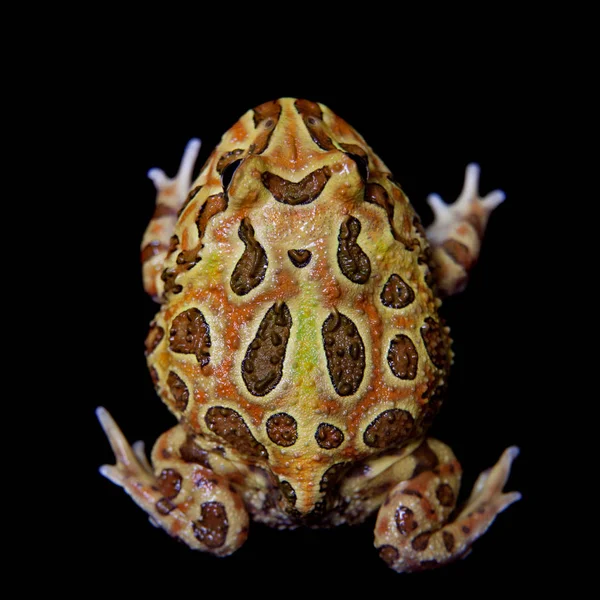 Siyah izole chachoan boynuzlu kurbağa