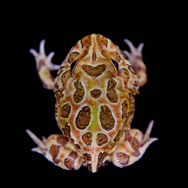 O sapo chifre chachoan isolado em preto — Fotografia de Stock