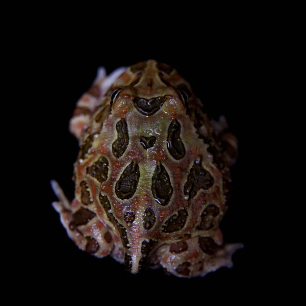 O sapo chifre chachoan isolado em preto — Fotografia de Stock