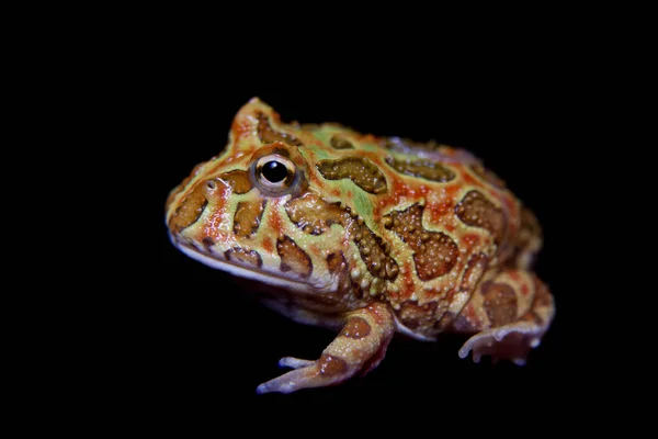 De chachoan Ceratophrys aurita geïsoleerd op zwart — Stockfoto