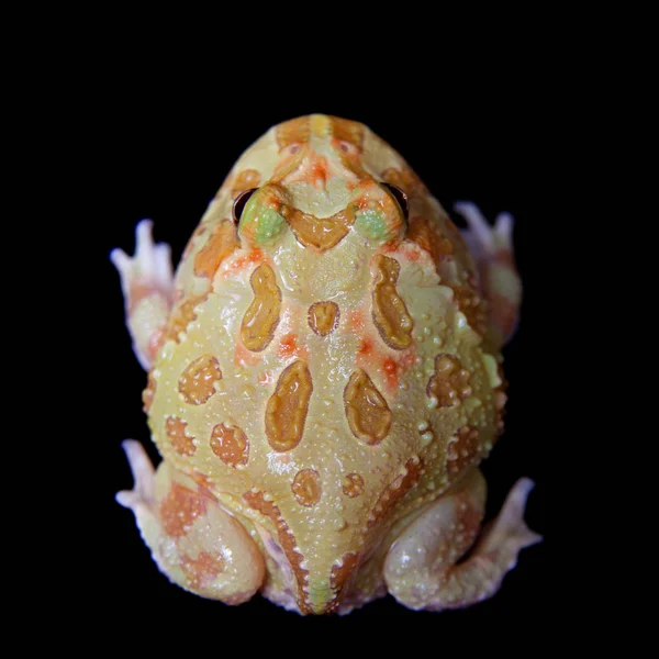 Siyah izole chachoan boynuzlu kurbağa