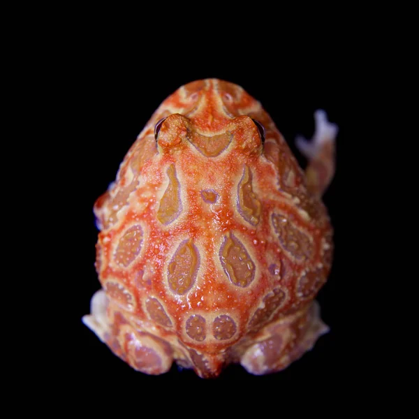블랙에 고립 된 chachoan 발 정된 개구리 — 스톡 사진