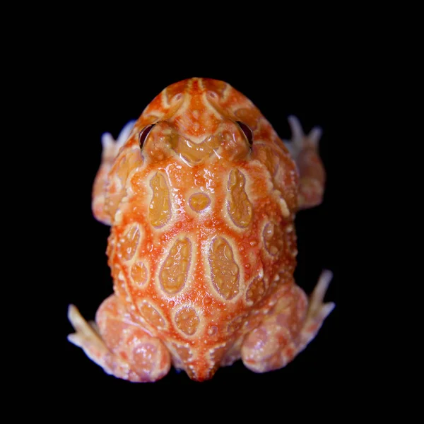 Siyah izole chachoan boynuzlu kurbağa