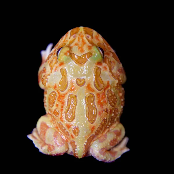 블랙에 고립 된 chachoan 발 정된 개구리 — 스톡 사진