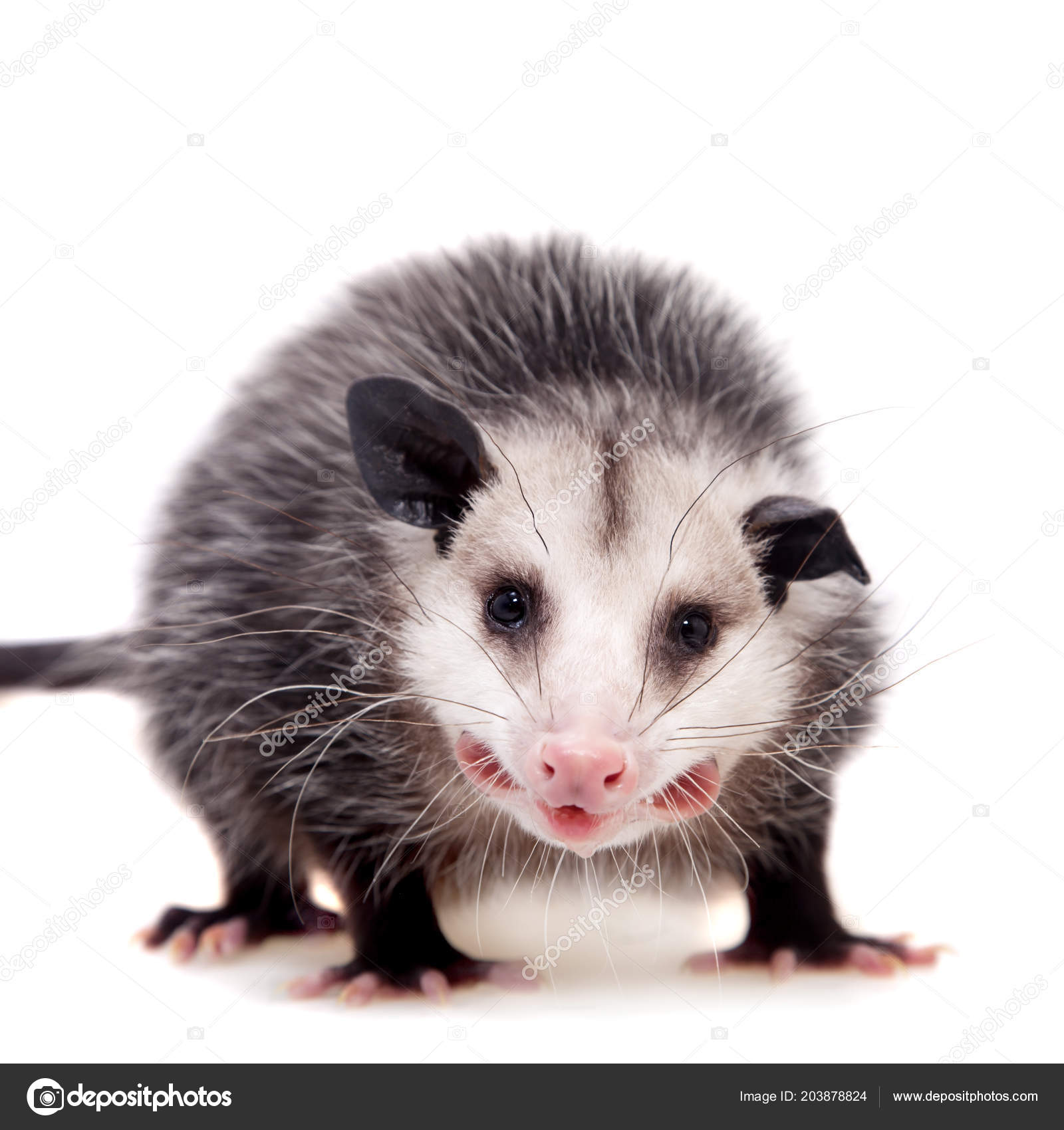 キタオポッサム、白地のオポッサム属トラノオ — ストック写真