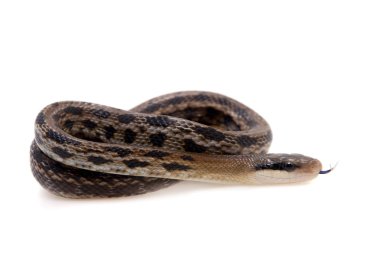 Güzellik fare yılan, beyaz Orthriophis taeniurus