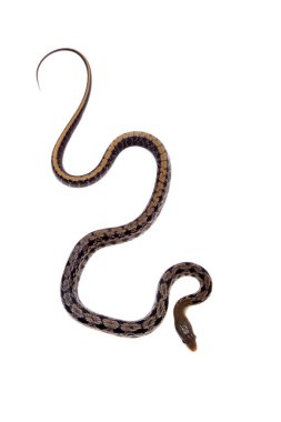 Güzellik fare yılan, beyaz Orthriophis taeniurus