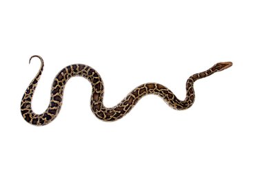 Burmese python on white background clipart
