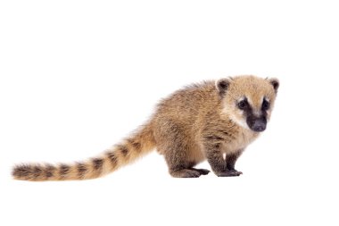 Güney Amerika coati, Nasua nasua, bebek beyaz doğum