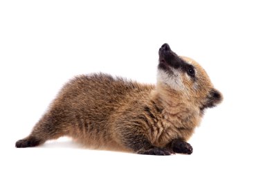 Güney Amerika coati, Nasua nasua, bebek beyaz doğum