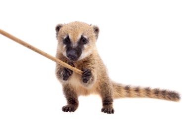 Güney Amerika coati, Nasua nasua, beyaz arka plan üzerinde izole bebek