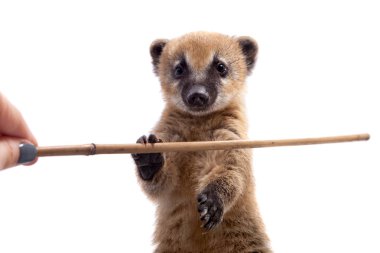 Güney Amerika coati, Nasua nasua, bebek beyaz doğum