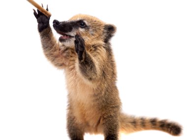 Güney Amerika coati, Nasua nasua, bebek beyaz doğum