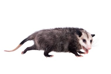 Virginia opossum, beyaz üzerine Didelphis virginiana