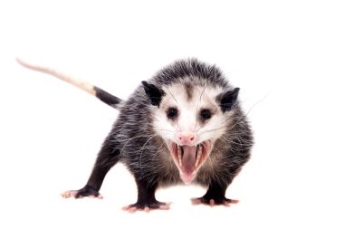 Virginia opossum, beyaz üzerine Didelphis virginiana