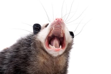 Virginia opossum, beyaz üzerine Didelphis virginiana