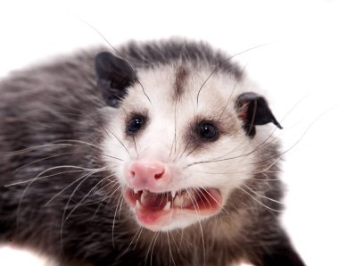 Virginia opossum, beyaz üzerine Didelphis virginiana