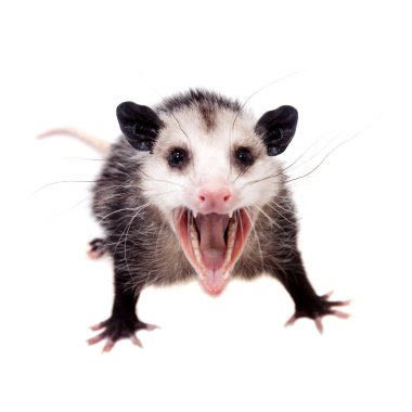Virginia opossum, beyaz üzerine Didelphis virginiana