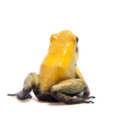 Beyaz üzerine siyah bacaklı zehirli kurbağa