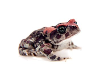 Beautyful kurbağa üzerinde beyaz izole