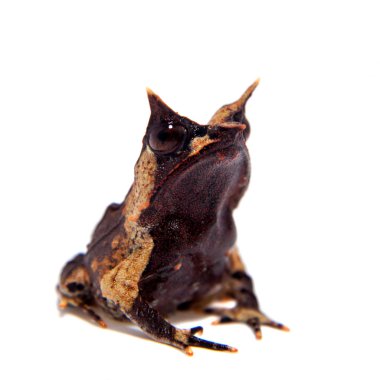 Beyaz uzun burunlu boynuzlu kurbağa