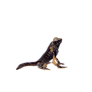 Beyaz uzun burunlu boynuzlu kurbağa