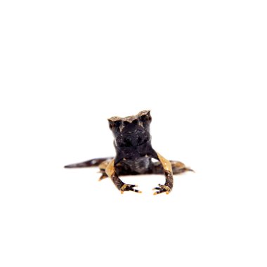 Beyaz uzun burunlu boynuzlu kurbağa