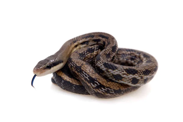 Beauty Rat Snake, Orthriophis taeniurus, sobre branco — Fotografia de Stock