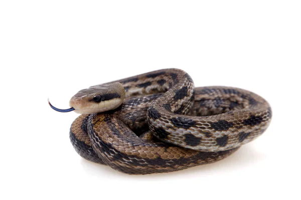 Beauty Rat Snake, Orthriophis taeniurus, sobre branco — Fotografia de Stock