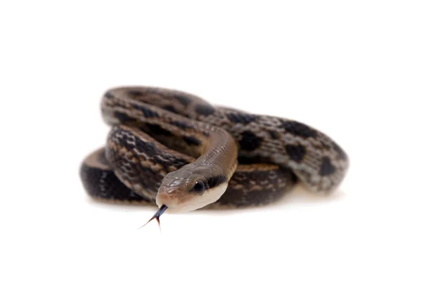 Beauty Rat Snake, Orthriophis taeniurus, sobre blanco — Foto de Stock