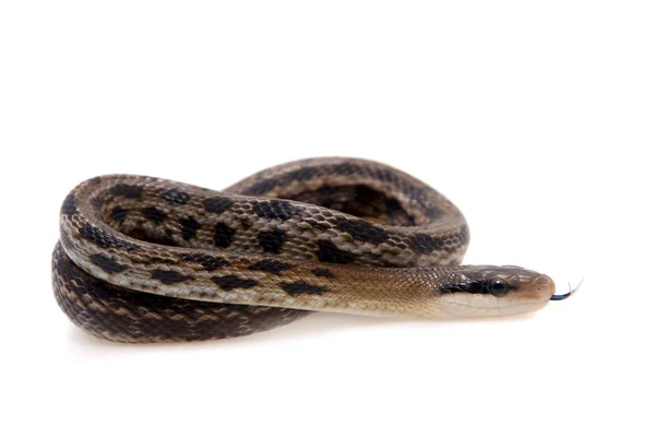 Змея-крыса, Orthriophis taeniurus, на белом — стоковое фото