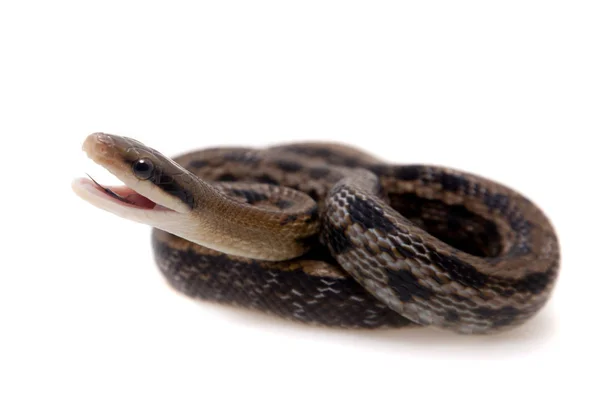 Beauty Rat Snake, Orthriophis taeniurus, on white — Stock Photo, Image